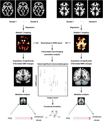 Genetic influence on brain volume alterations related to self-reported childhood abuse